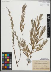 Foto von Salix repens L. x Salix viminalis L.